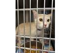 Adopt 18946 a Domestic Shorthair / Mixed cat in Covington, GA (41569810)