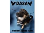 Adopt Dasa a Siberian Husky / Mixed dog in Nicholasville, KY (41569809)
