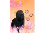Adopt Lucille a Labrador Retriever / Mixed dog in Nicholasville, KY (41569808)