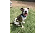 Adopt Aurora a Brindle - with White Pit Bull Terrier / Staffordshire Bull