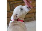Adopt Daisy a Labrador Retriever / Mixed dog in Enfield, CT (41566074)