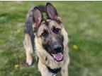 Adopt Simon a German Shepherd Dog / Mixed dog in Edmonton, AB (41565542)