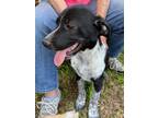 Adopt Jake a Black - with White Labrador Retriever / Texas Heeler / Mixed dog in