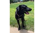 Adopt Nuri a Black Labrador Retriever / Mixed dog in Granbury, TX (41537419)