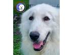 Adopt Matilda a White Great Pyrenees / Mixed dog in Portland, OR (41569781)