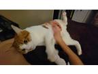 Adopt Oakley a Orange or Red Tabby Domestic Shorthair / Mixed (short coat) cat