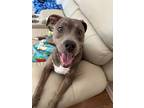 Adopt Nova a Gray/Blue/Silver/Salt & Pepper Mutt / Mixed dog in Miamisburg