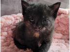 Adopt Boo a Tortoiseshell Domestic Shorthair (short coat) cat in Marion