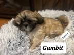 Adopt Gambit a Brown/Chocolate Shih Tzu / Mixed Breed (Small) / Mixed dog in