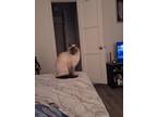 Adopt Cameo a Cream or Ivory (Mostly) Siamese / Mixed (medium coat) cat in San
