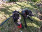 Adopt They need names a Black - with White Labrador Retriever / Mixed dog in