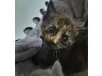 Adopt Boppity a Tortoiseshell Domestic Shorthair (short coat) cat in Marion