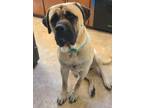 Adopt King a Tan/Yellow/Fawn Bullmastiff / Mixed dog in Kentwood, MI (41569632)