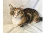 Adopt Parmesan a Calico or Dilute Calico Calico / Mixed (short coat) cat in San