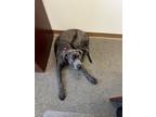 Adopt Suzie a Black Neapolitan Mastiff / Mixed dog in Chicago, IL (41569625)