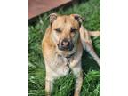 Adopt Ladybug a Tricolor (Tan/Brown & Black & White) Mutt / Mixed dog in Carmel