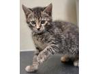 Adopt Kinzie a Domestic Shorthair / Mixed (short coat) cat in Great Bend