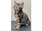 Adopt DJ a Domestic Shorthair / Mixed (short coat) cat in Great Bend