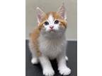 Adopt Butternut a Domestic Shorthair / Mixed (short coat) cat in Great Bend