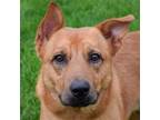 Adopt Trino a Red/Golden/Orange/Chestnut - with Black German Shepherd Dog /