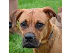 Adopt Violet a Brown/Chocolate - with Black Boxer / German Shepherd Dog / Mixed