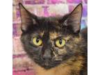 Adopt Mabel a Tortoiseshell Domestic Shorthair / Mixed (short coat) cat in