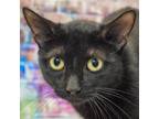 Adopt Missy a All Black Bombay / Mixed (short coat) cat in Huntley