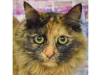 Adopt Magpie a Tortoiseshell Maine Coon / Mixed (long coat) cat in Huntley