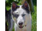 Adopt Freya a White - with Black Husky / Mixed dog in Huntley, IL (41569616)
