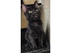 Adopt Raven a All Black Domestic Shorthair (short coat) cat in Fresno