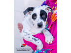 Adopt Nathan a White Dalmatian / Mixed Breed (Medium) / Mixed (short coat) dog