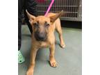 Adopt MacKenzie a Shepherd (Unknown Type) / Mixed dog in Raleigh, NC (41569745)