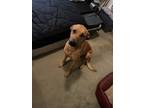 Adopt Willie a Brown/Chocolate - with Black Black Mouth Cur / German Shepherd