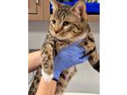 Adopt Saba a Brown Tabby Domestic Shorthair / Mixed (short coat) cat in