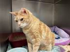 Adopt Ceelo a Orange or Red Tabby Domestic Shorthair / Mixed (short coat) cat in