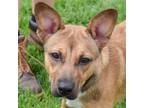 Adopt Lily Pad a Brown/Chocolate - with White German Shepherd Dog / Collie /