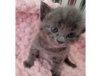 Adopt Bippity a Gray or Blue (Mostly) Domestic Shorthair (short coat) cat in