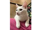 Adopt Kennedy a White Domestic Shorthair (short coat) cat in Winchester