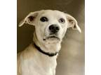 Adopt Ellie a White Beagle / Miniature Dachshund / Mixed (short coat) dog in