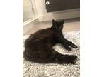 Adopt Oinksy a All Black Domestic Shorthair / Mixed (short coat) cat in Austin