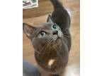 Adopt York a Gray or Blue Russian Blue (short coat) cat in Charlotte