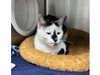 Adopt Meredith a Domestic Shorthair / Mixed cat in Sheboygan, WI (41569375)