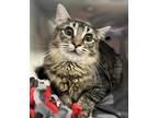 Adopt Versace a Domestic Longhair / Mixed cat in Sheboygan, WI (41569374)