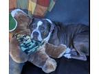 Adopt Smokey a White - with Gray or Silver American Staffordshire Terrier /