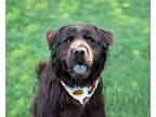 Adopt Zeus a Black Newfoundland / Mixed dog in Unionville, PA (41569387)