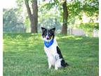 Adopt Jingles a Black - with White Border Collie / Mixed dog in Unionville