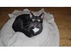 Adopt Pinto a Black & White or Tuxedo Domestic Shorthair (short coat) cat in