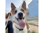 Adopt Duke a White - with Brown or Chocolate Jack Russell Terrier / Terrier