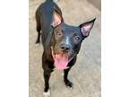 Adopt Joyful a Black - with White Pit Bull Terrier / Mixed dog in Chicago