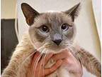 Adopt a Gray or Blue Domestic Shorthair cat in Wildomar, CA (41569426)